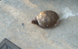 8-19 turtle